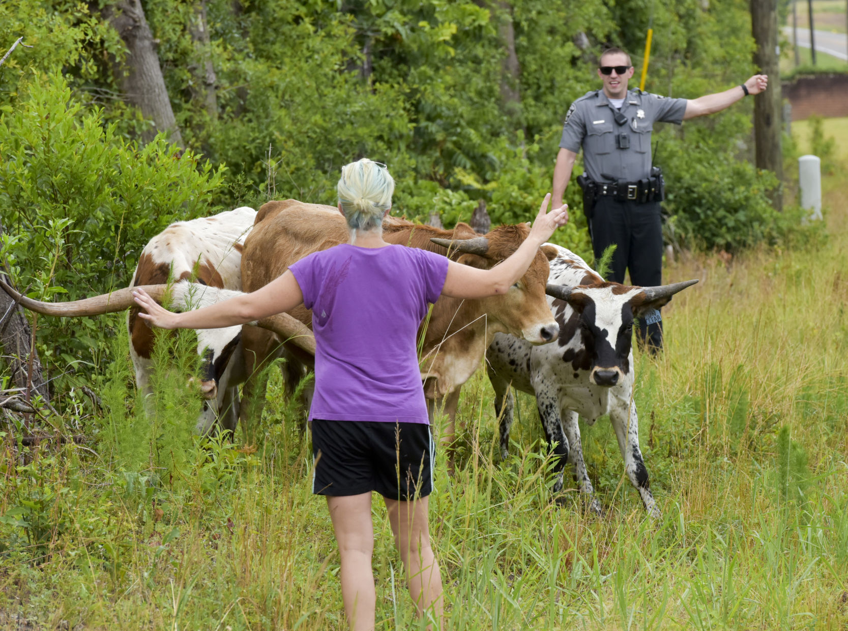 Cattle on the Loose